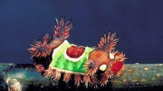 Semer Sırtı Tırtıl
Sarımsı, yeşilimsi ve beyaz desenleriyle semer sırtı tırtılı, sırtındaki “semer” benzeri şekilden adını alır. Renkli tüyleri, yırtıcıları caydırır. Tırtıl, koza evresinden sonra zarif bir gece kelebeğine dönüşerek doğanın dönüşüm mucizesini sergiler.