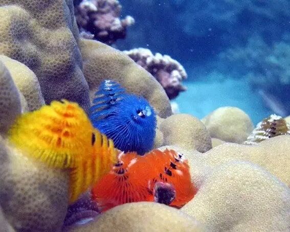 Yılbaşı Ağacı Solucanı
Mercan resiflerinde yaşayan yılbaşı ağacı solucanı, 3-4 cm uzunluğunda olup sarı, mavi, kırmızı ve turuncu spiral dokunaçlarıyla dikkat çeker. Bu dokunaçlar, besin filtreler ve kamufle olmasını sağlar. Mercanlar arasında adeta bir süs gibi durur.