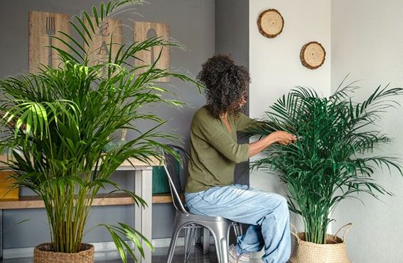 Areka
Areka, geniş ve yeşil yapraklarıyla hem görsel bir şölen sunar hem de hava kalitesini artırmada etkilidir. Yapraklarındaki stomalar, gaz değişimini düzenler ve bol miktarda oksijen üretir. Yaprak yüzeyi ne kadar genişse, areka o kadar fazla oksijen sağlar. Ayrıca, kuru havalarda ortamın nem seviyesini dengeleyerek ferah bir atmosfer yaratır. Bakımı için düzenli sulama ve dolaylı güneş ışığı yeterlidir, bu da arekayı iç mekanlar için ideal bir seçim yapar.