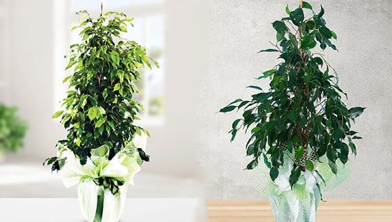 Benjamin
“Ağlayan incir” olarak da bilinen Benjamin, bol yapraklı yapısıyla iç mekanlarda nem seviyesini korumaya yardımcı olur. Transpirasyon yoluyla yapraklarından su buharı salarak havayı nemlendirir ve ferah bir ortam yaratır. Büyük yaprakları, adeta bir orman üst tabakası gibi davranarak diğer bitkiler için koruyucu bir alan oluşturur.