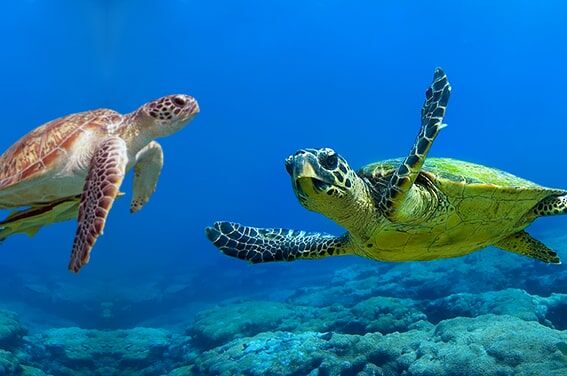 Caretta Carettalar
Deniz kaplumbağaları arasında özel bir yere sahip olan caretta carettalar, yavrulama dönemi dışında karaya çıkmayan, yumurtalarını kumsallarda açtıkları çukurlara bırakan sevimli canlılardır. Ülkemizin güney sahilleri, bu kaplumbağaların en önemli yumurtlama alanlarından biridir. Ancak, kumsallardaki ışık kirliliği ve insan kalabalığı, yavruların denize ulaşmasını zorlaştırıyor. Yeni doğan carettalar, yapay ışıkları ay ışığı sanarak yanlış yöne ilerleyebiliyor ve hayatta kalma şansları azalıyor.