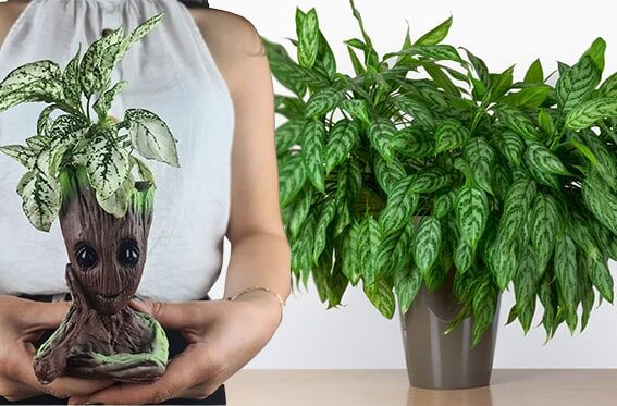 Çin Herdemyeşili
NASA’nın hava temizleme çalışmalarında öne çıkan Çin herdemyeşili, havadaki formaldehit, benzen ve diğer zararlı kimyasalları filtrelemede oldukça başarılıdır. Yüksek terleme kapasitesi sayesinde bol oksijen üretir ve sağlıklı bir yaşam ortamı oluşturur. Bu bitki, dayanıklı yapısıyla az bakım gerektirir ve dolaylı ışıkta rahatlıkla yetişir.