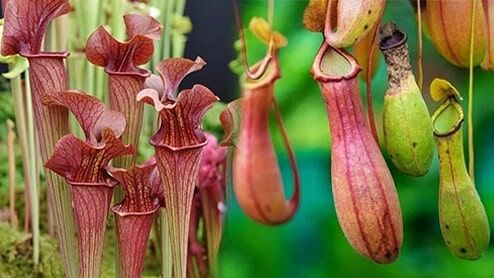 Işık
Etobur bitkilerin çoğu, bol miktarda güneş ışığına ihtiyaç duyar. Doğrudan veya dolaylı güneş ışığı alan bir konum, bitkilerinizin sağlıklı gelişimi için kritik öneme sahiptir. Ancak, türlerine göre ışık ihtiyaçları değişebilir; bu nedenle bitkinizin türüne uygun bir yer seçmeye özen gösterin.