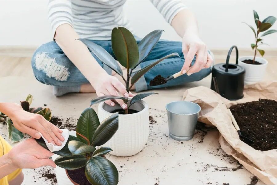 Kauçuk
Kauçuk bitkisi, büyük ve parlak yapraklarıyla dikkat çeker ve ortamdaki nem seviyesini dengelemeye yardımcı olur. Yapraklarının altındaki gözenekler, yüksek oranda oksijen üretir; yapraklar büyüdükçe bu etki daha da artar. Sıcak ve nemli ortamları seven kauçuk, bakımı kolay bir bitkidir ve düzenli sulama ile sağlıklı kalır. Doğrudan güneş ışığından uzak tutulduğunda, uzun süre canlılığını korur.