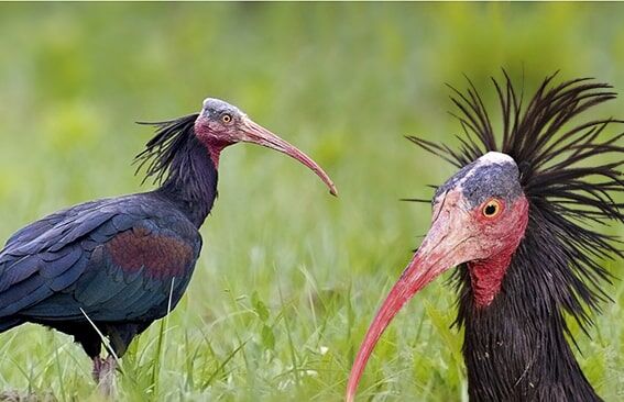 Kelaynak Kuşları
Kırmızı yüzleri, uzun kıvrık gagaları ve parlak tüyleriyle kelaynak kuşları, Alpler’den Kızıldeniz’e, Fas’tan Güneydoğu Anadolu’ya kadar geniş bir coğrafyada görülen eşsiz canlılardır. Ancak bu güzel kuşların nesli, avcılık nedeniyle büyük bir tehdit altında. Bilinçsiz avlanma, kelaynak popülasyonunu hızla azaltıyor. Bu türün korunması için avcılığın kontrol altına alınması ve yaşam alanlarının korunması büyük önem taşıyor.