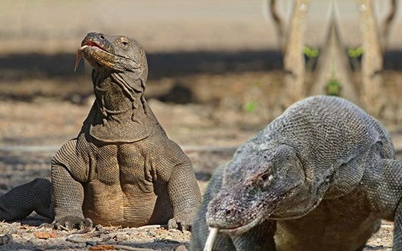 Komodo Ejderleri
Yeryüzünün en büyük kertenkeleleri olan Komodo ejderleri, Endonezya’nın Komodo Adası’nda yaşar ve 3 metreye ulaşan boylarıyla etkileyici bir görüntü sunar. Ancak bu yırtıcı canlılar, bilinçsiz kentleşme, avlanma, su ve toprak kirliliği gibi tehditlerle karşı karşıya. Yaşam alanlarının tahrip edilmesi ve çevresel kirlilik, Komodo ejderlerinin neslini tükenme noktasına getiriyor.