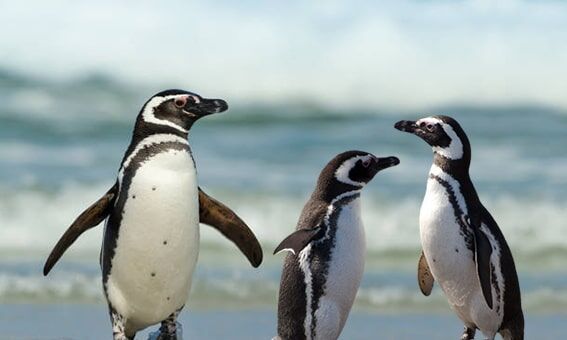 Macellan Penguenleri
Penguenler, sevimli yürüyüşleri ve sosyal kolonileriyle gören herkesi büyüleyen canlılardır. Arjantin’in Patagonya bölgesinde yaşayan Macellan penguenleri, adını ünlü denizci Ferdinand Magellan’dan alır. Ancak bu büyük penguen kolonileri, küresel ısınmanın yıkıcı etkileriyle karşı karşıya. İklim değişikliği, deniz sıcaklıklarını ve besin zincirini etkileyerek bu penguenlerin doğal ortamlarını tehdit ediyor. Bölgede yaşam alanlarını korumak için yoğun çabalar sürse de, küresel ısınmanın etkilerini tersine çevirmek için daha fazla uluslararası iş birliğine ihtiyaç var.
