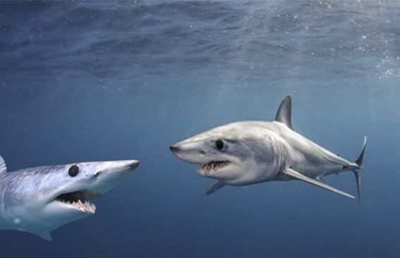 Mako Köpekbalıkları
Mako köpekbalıkları, kısa ve uzun yüzgeçli olmak üzere iki türe ayrılır. Özellikle kısa yüzgeçli makolar, torpil şeklindeki vücutlarıyla tüm köpekbalıkları arasında en hızlı olanıdır. Mavi sırtları ve gümüş karınlarıyla dikkat çeken bu canlılar, bazı ülkelerde etlerinin değerli görülmesi nedeniyle aşırı avlanmaya maruz kalıyor. Bu durum, mako köpekbalıklarının neslini tehlikeye atıyor. Sürdürülebilir balıkçılık politikaları ve avcılık kısıtlamaları, bu hızlı yüzücülerin geleceğini kurtarabilir.