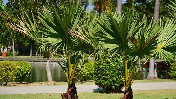 Palmiye
Palmiye bitkileri, zarif uzun sapları ve geniş yapraklarıyla hem görsel bir şölen sunar hem de havayı temizler. Karbondioksiti emerek oksijen üreten gözenekleri, ortamın havasını ferahlatır. Yaprakları büyüdükçe bu etki artar, böylece daha fazla oksijen sağlar. Çoğu palmiye türü, parlak dolaylı ışığı tercih eder ancak düşük ışık koşullarına da uyum sağlayabilir. Doğrudan güneş ışığından korunarak yapraklarının yanması önlenebilir, bu da bakımı kolaylaştırır.