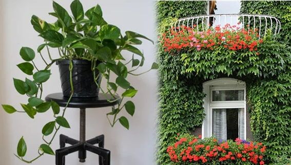 Sarmaşık Türleri
Sarmaşık türleri, evde dekoratif bir görünüm yaratırken hava kalitesini iyileştirir. Yapraklarından salınan su buharı, özellikle klimalı veya kuru ortamlarda nem seviyesini artırır. Ayrıca, havadaki toksik maddeleri temizleyerek daha sağlıklı bir ortam sağlar. Bakımı oldukça basit olan sarmaşıklar, az ışıkta bile gelişebilir ve hızlı büyüyen yapısıyla evinize doğal bir dokunuş katar.