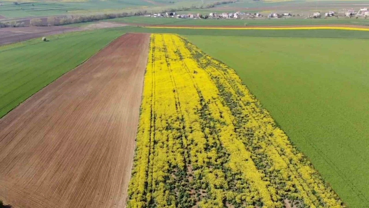 Köyler Yeniden Üretim Merkezine Dönüyor
Programın hedefi, kırsalda sadece tarımı değil tüm yaşam alanını yeniden canlandırmak. Yeni yatırımlarla köylerin ekonomik potansiyeli artırılacak, gençlerin şehirlerden köylere dönmesi sağlanacak. Uzmanlar, bu planın uzun vadede hem göç dengesini hem de üretim ekonomisini güçlendireceğini belirtiyor.