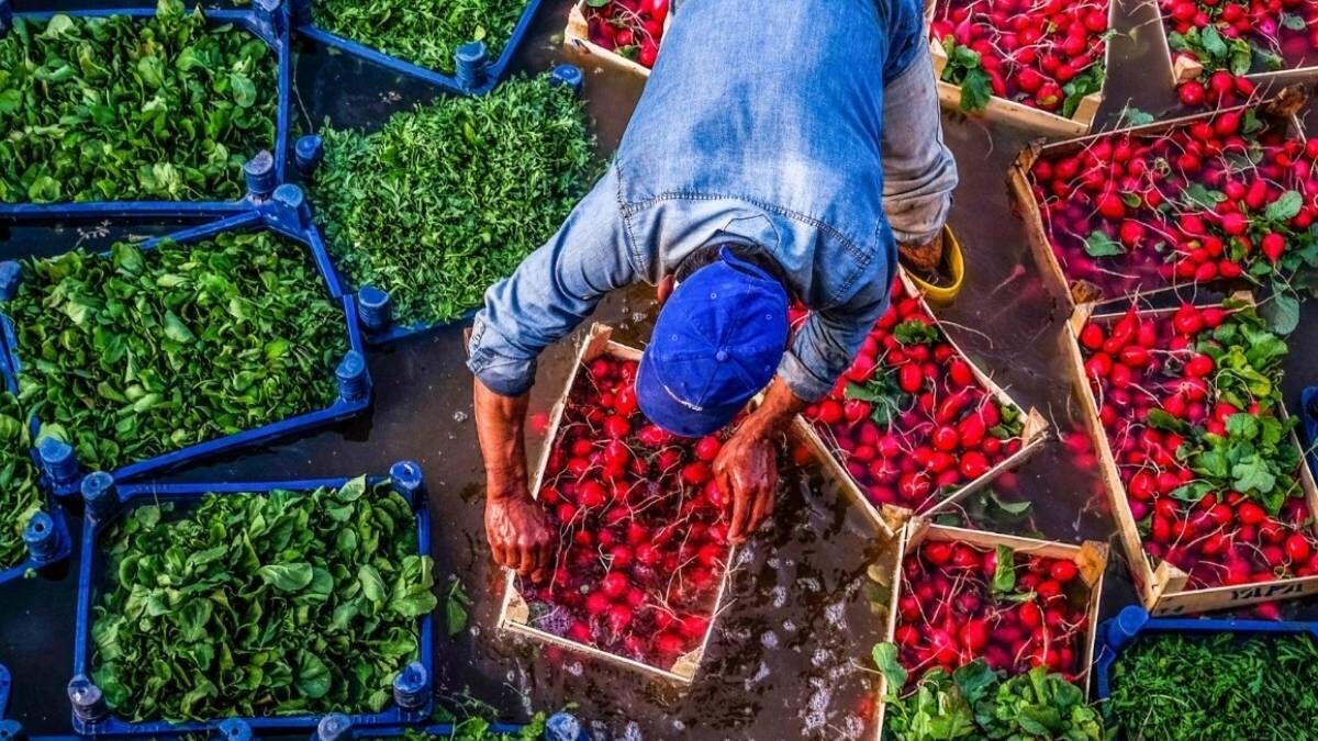 Tarım ve Orman Bakanlığı’ndan yeni düzenleme! O ürünlerin satışında değişiklik yapıldı