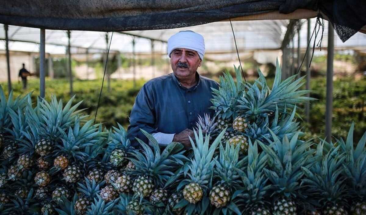 kayseri haber, ananas 