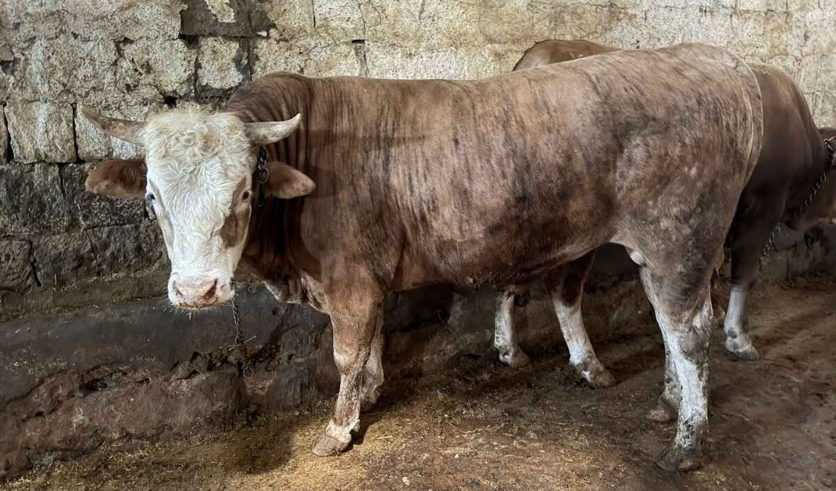 Kurban Satışları Düşük (1)