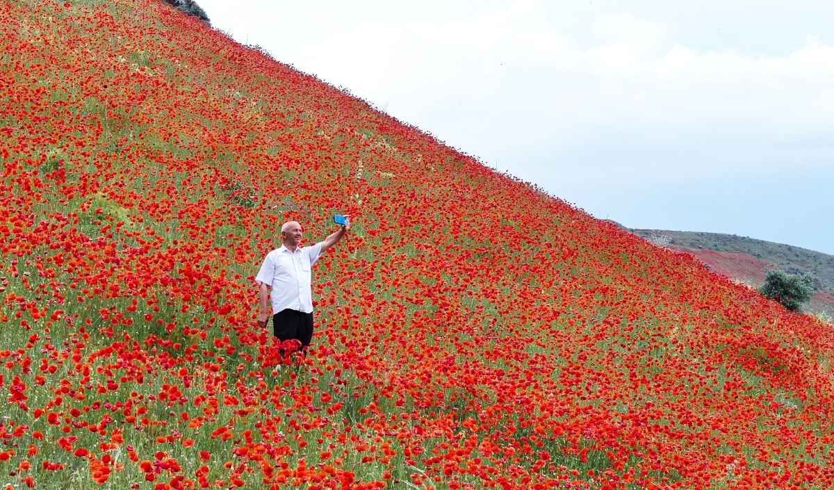 Erciyes Gelincik (2)