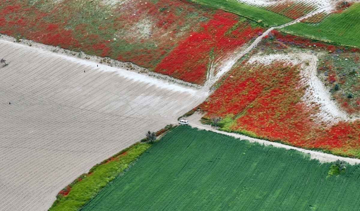 Erciyes Gelincik (3)