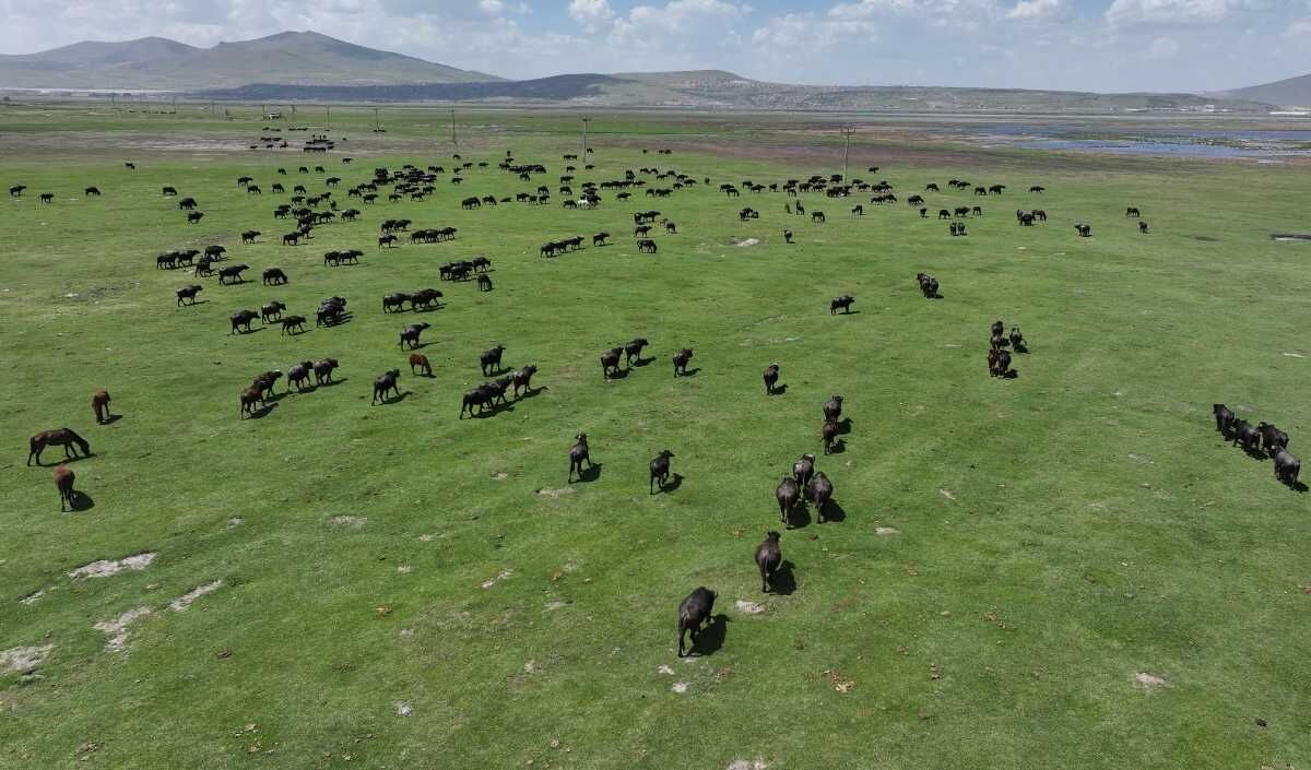 Erciyes Manda Sayisi (2)