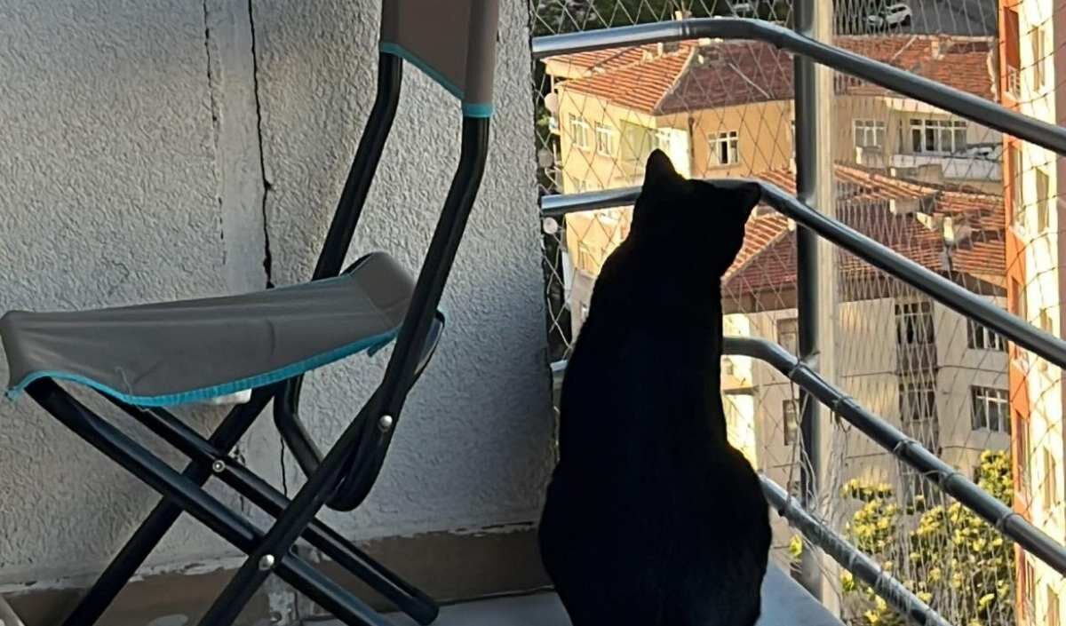 Kayseri Kedi Mezar