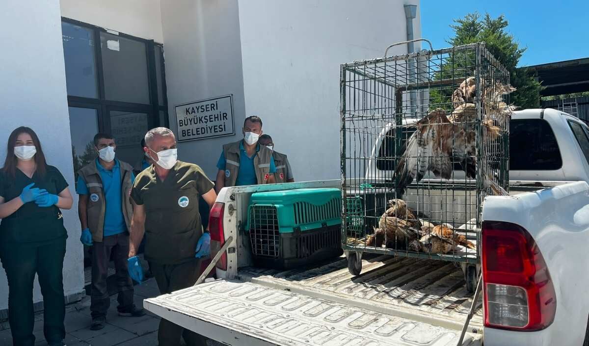 Kayseri'de Tedavisi Tamamlanan 35 Yaban Kuşu (2)