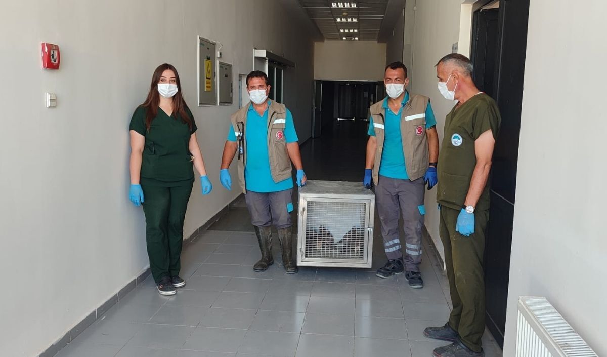 Kayseri'de Tedavisi Tamamlanan 35 Yaban Kuşu (3)
