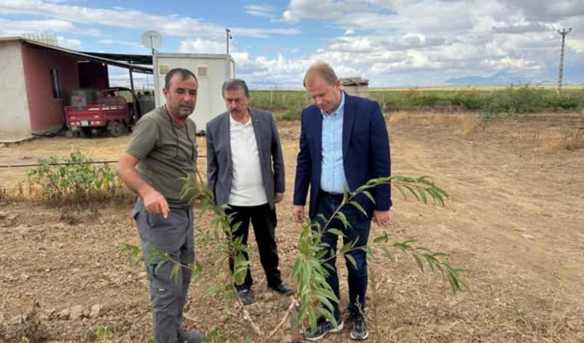 Kayserı Badem 2