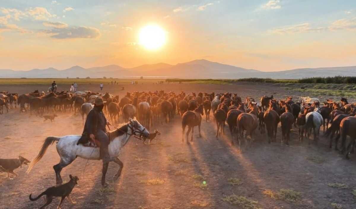 Kayseri Yılki Atları (2)